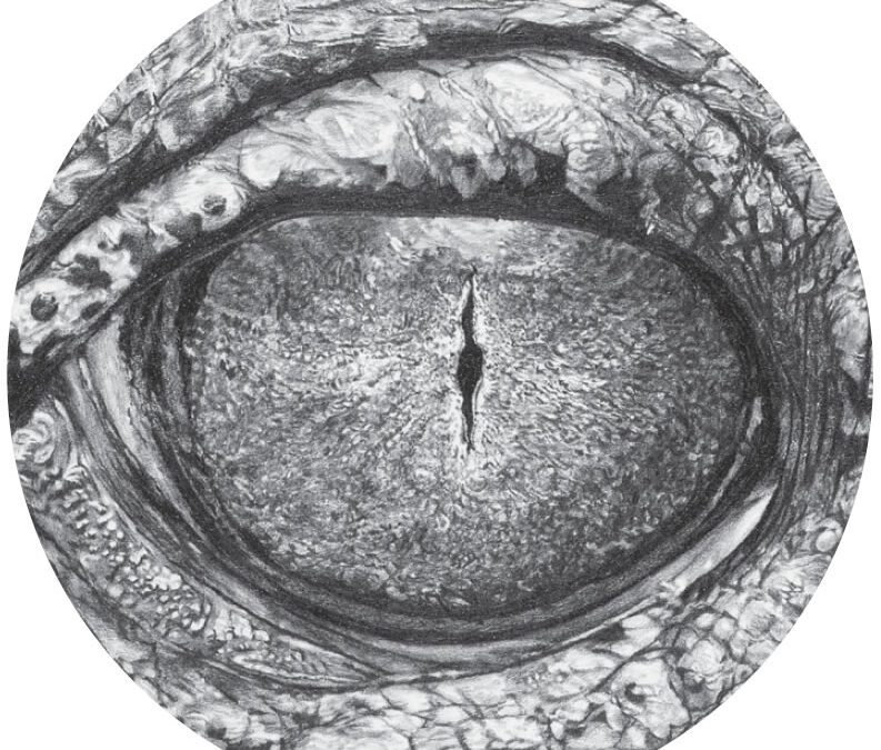 eyes (Crocodile)
